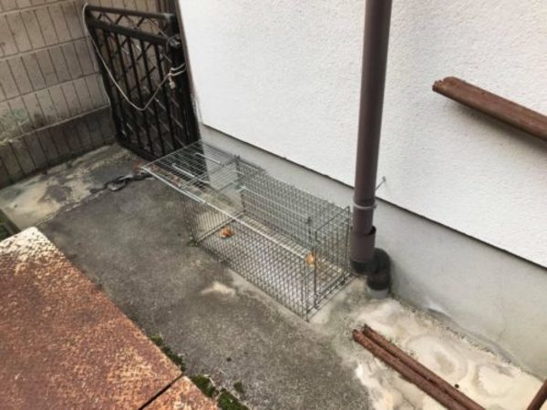 イタチ捕獲のノウハウ①【飯塚市目尾でイタチ工事】