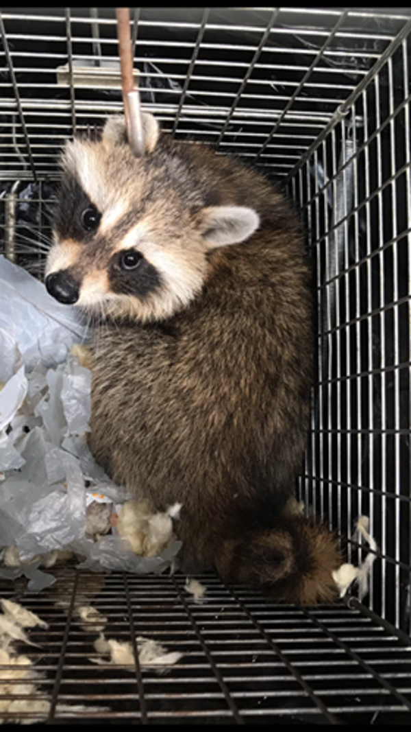 飯塚市周辺でアライグマにお困りなら当社へ【飯塚市・アライグマ駆除】